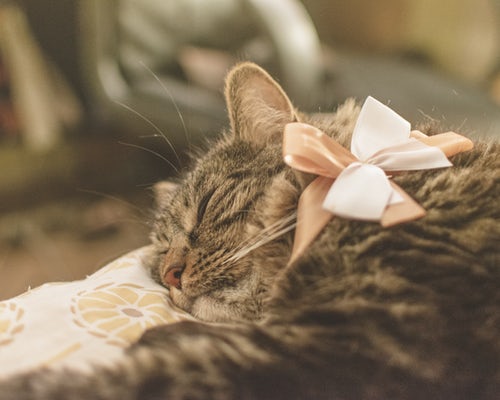 10 modalitati prin care pisica ta iti arata ca te iubeste